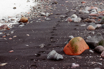 Dog foot prints on the black sand beach, Santa Rosalia, Mexico