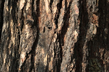 Texture of tree bark background