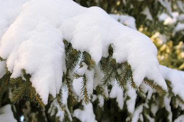 Fir tree branch under snow