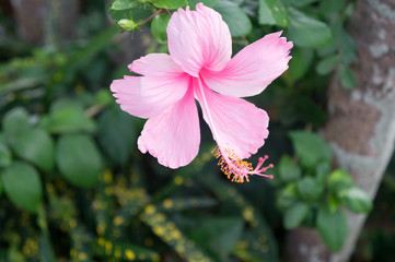 Round trip thailand july 2017 - Phrae, hibiskus © BabettsBildergalerie