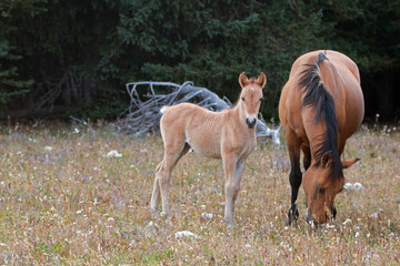 Curious Baby Foal Colt Wild Horse Mustang with his buckskin mother in the Pryor Mountains Wild Horse Range on the border of Wyoming and Montana United States