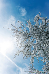 Snow-covered tree branch
