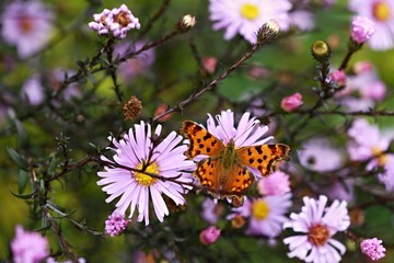 Orange butterfly Polygonia c-album on violet aster flower