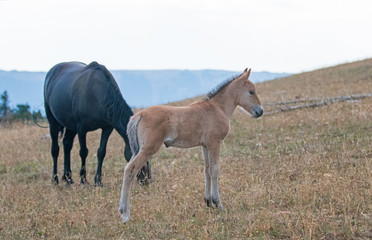 Naklejka na ściany i meble Baby Foal Colt Wild Horse Mustang with his mother in the Pryor Mountains Wild Horse Range on the border of Wyoming and Montana United States