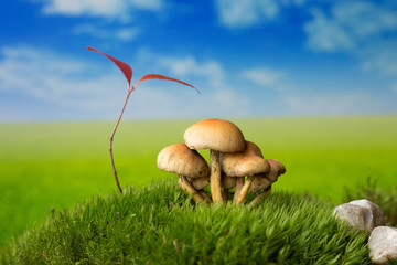 Grzyby na sielankowej łące fantasy