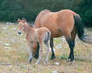 Baby Foal Colt Wild Horse Mustang with his buckskin bay mother in the Pryor Mountains Wild Horse Range on the border of Wyoming and Montana United States