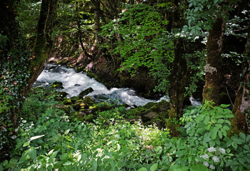 Stream flowing through rocky path in forest
