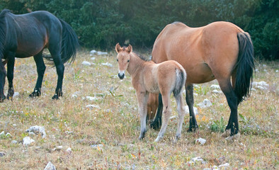 Baby Foal Colt Wild Horse Mustang with his mother in the Pryor Mountains Wild Horse Range on the border of Wyoming and Montana United States