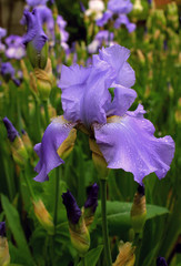 blue iris flower in the rain drops in the garden