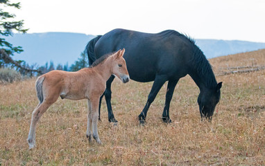 Baby Foal Colt Wild Horse Mustang with his sorrel black mother in the Pryor Mountains Wild Horse Range on the border of Wyoming and Montana United States