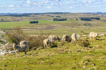Naklejka na ściany i meble Sheeps at Countryside, Maldonado, Uruguay