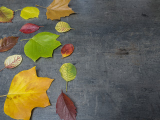 Fototapeta na wymiar colorful red yellow and green fallen autumn leaves on grunge gray background