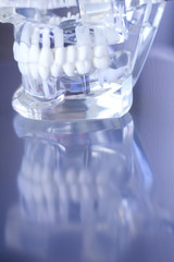 Dentsts dental teeth model