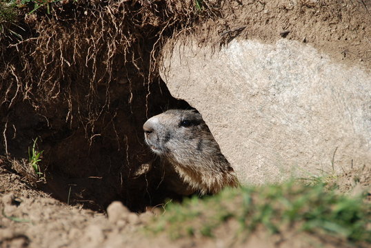 Marmotta alpina