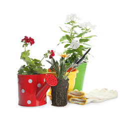 Composition with blooming plants and gardening gloves on white background