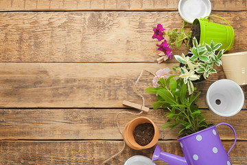 Composition with plants and flowerpots on wooden background. Gardening concept