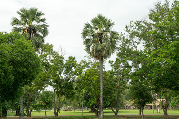 Round trip thailand july 2017 - Sukhothai - Palm trees