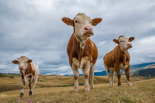 Cows simental race