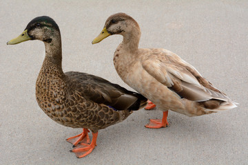 Mallard and mixed breed duck drakes with molting plumage