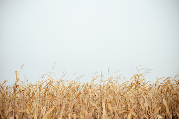 Corn crops field harvest in autumn natural scene. Rural outdoors landscaped background