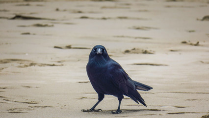 Exploring Wilson Promontory near Melbourne