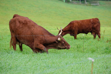 vache de salers aurillac vitrac cantal