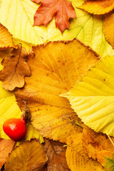 Dirty yellow autumn leaves background concept texture design