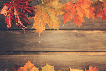 Naklejka na ściany i meble Old rustic retro autumn concept with wet maple leaves on wooden background