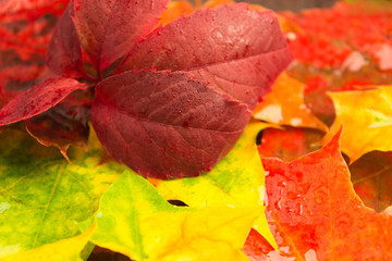 Obraz premium Autumn colorful leaves outdoors background with selective focus