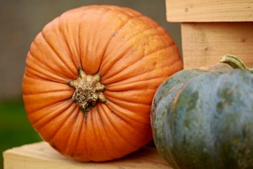 Big orange hokkaido pumpkin and dark green pumpkin