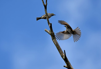 Yellow faced honeyeater