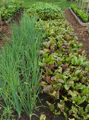 Vegetable garden beds in home garden