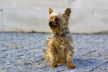 Yorkshire terrier sitting on the street