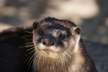 Obraz premium コツメカワウソ