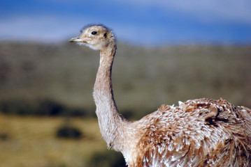 ñandu