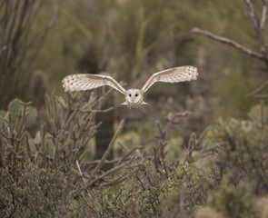 Barn Owl Arizona