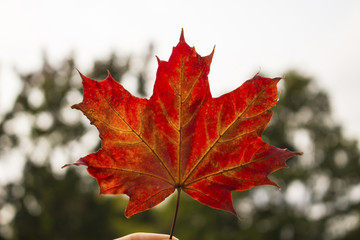 beautiful smooth red maple leaf