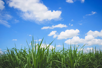 Green Corn field and blue sky with white clouds