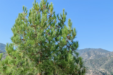 Pine tree with mountains in background