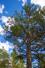 Pine against the sky.