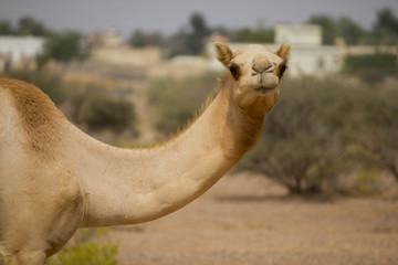 Dromadaire