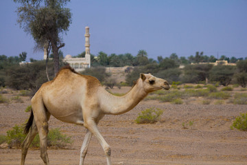Dromadaire