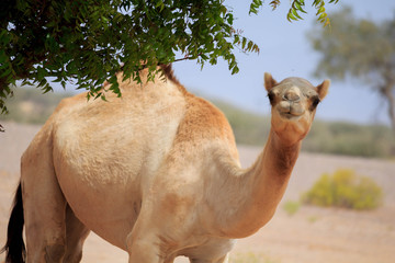 Dromadaire