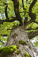 Baumstamm am Ahornbaum