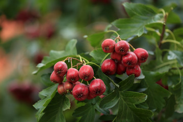 Ripe hawthorn is on a tree