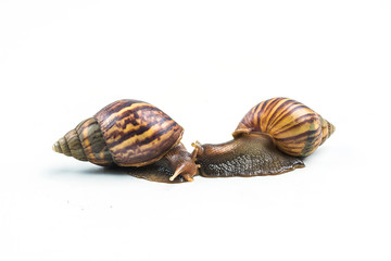 snails on white background  ,Can convey the love of young people or competition