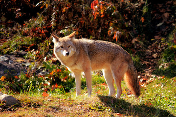 Coyote - Parc Omega