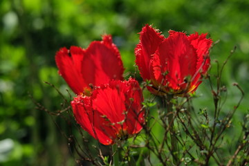 Tulip on a flower-bed in front of a green grass