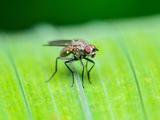 Tropical Fly Diptera Insect on Green Leaf