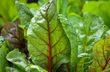 Sorrel Red Vein Lettuce Close-up